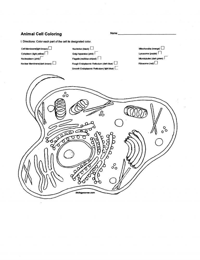 90 Printable Animal Cell Coloring Sheet 25