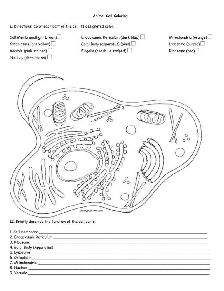 90 Printable Animal Cell Coloring Sheet 28