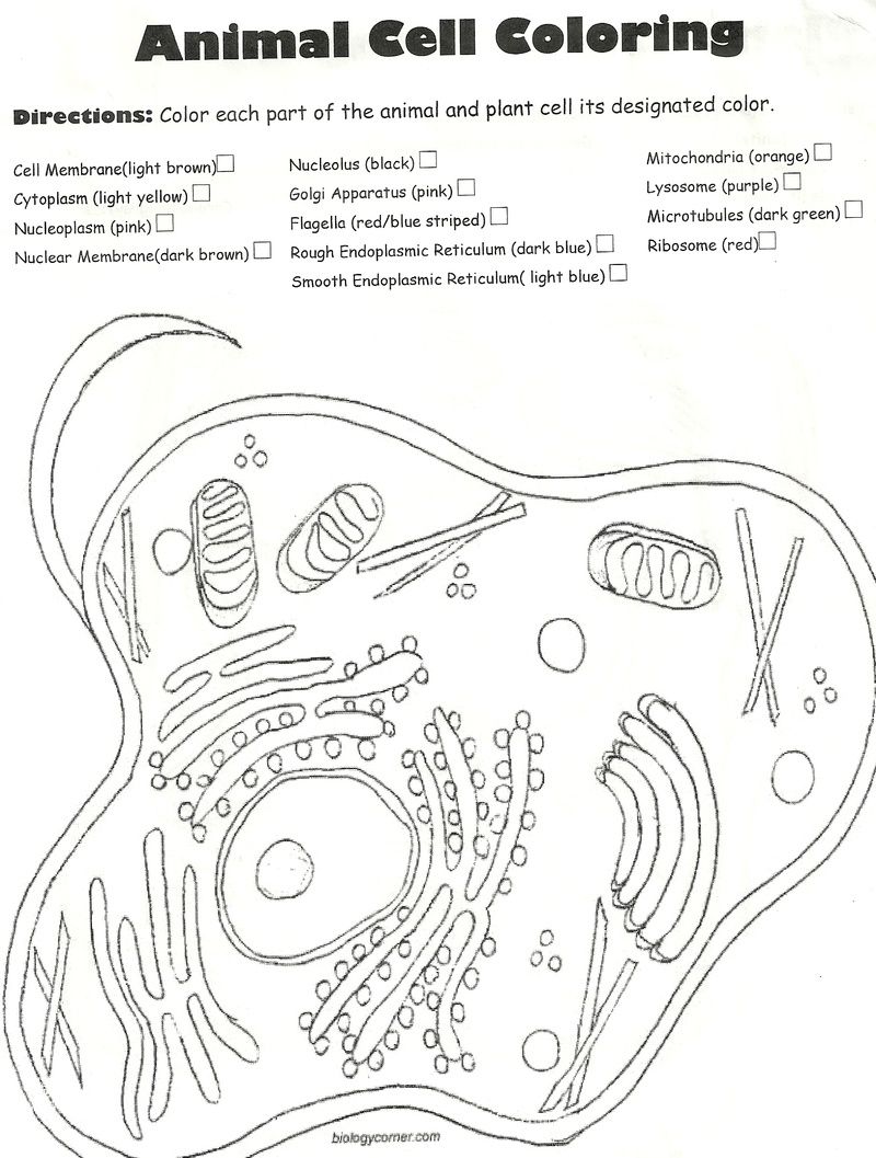 90 Printable Animal Cell Coloring Sheet 55