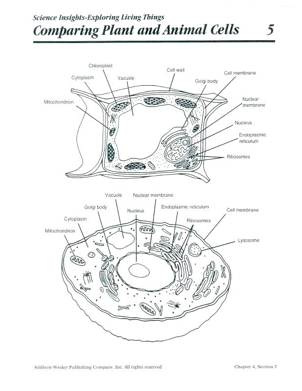 90 Printable Animal Cell Coloring Sheet 59